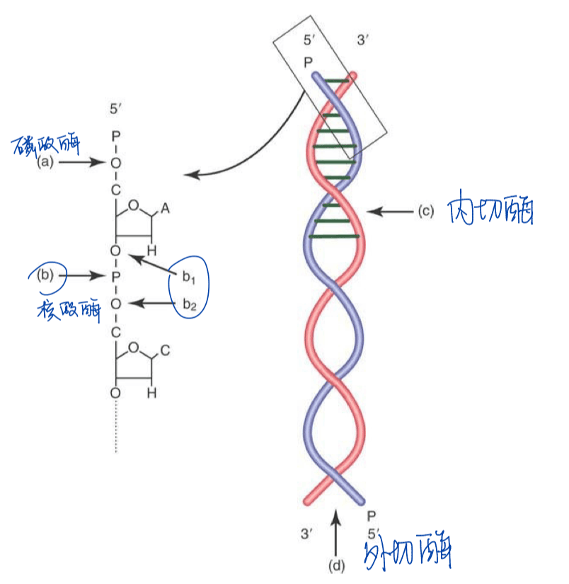 notion image